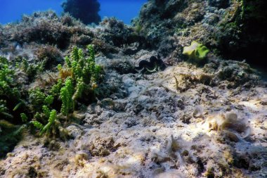 Su altı resifleri, deniz yosunları, mavi sualtı arka planı.