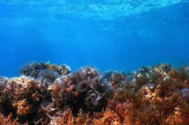 Yosun, Yosun Sualtı, Yüzeye yakın Yosun Sığ Su