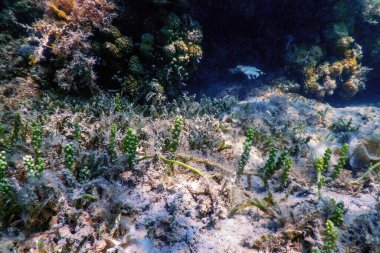 Su altı resifleri, deniz yosunları, mavi sualtı arka planı.