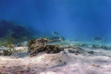 Kızıl Deniz keçi balığı (Parupeneus forsskali) Su altında, deniz yaşamı