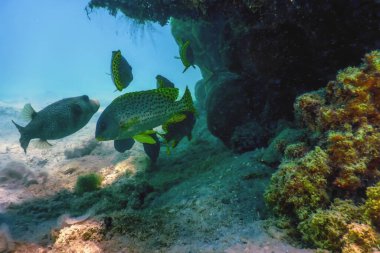 Blackspotted rubberlip, Underwater landscape reef (Plectorhinchus gaterinus) Marine life clipart