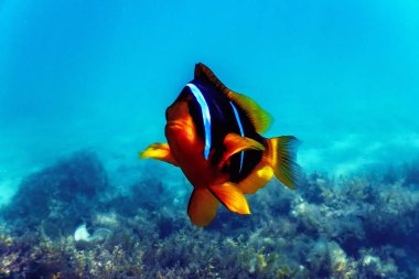 Kızıl Deniz palyaço balığı (Amphiprion bicinctus) Kızıl Deniz, Deniz yaşamı
