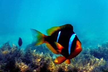 Kızıl Deniz palyaço balığı (Amphiprion bicinctus) Kızıl Deniz, Deniz yaşamı