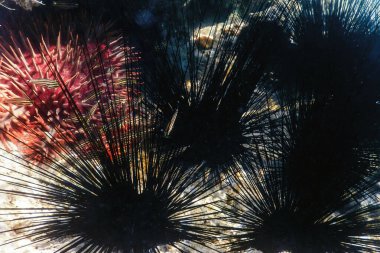 Uzun Omurgalı Deniz Kestanesi (Diadema antillarum) su altında, deniz yaşamı