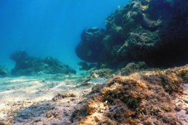 Su altı resifleri, deniz yosunları, mavi sualtı arka planı.
