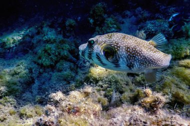 Su altında beyaz lekeli kirpi (Arothron hispidus) Deniz yaşamı
