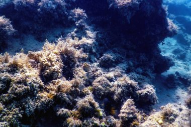 Su altı resifleri, deniz yosunları, mavi sualtı arka planı.