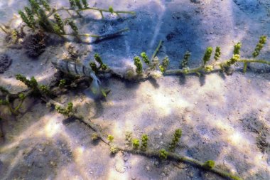 Kumlu deniz dibi deniz yaşamı, sualtı geçmişi.