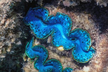 Maxima istiridyesi (Tridacna maxima) Su altında, deniz yaşamı