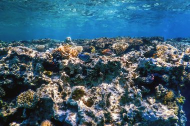 Mercan resifinin sualtı manzarası, tropikal sular, deniz yaşamı.