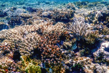 Suyun altındaki mercan dokusu, mercan resifi dokusu, tropikal sular, deniz yaşamı.