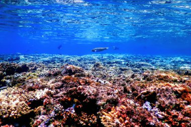 Mercan resifinin sualtı manzarası, tropikal sular, deniz yaşamı.
