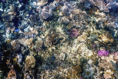 Mercan resifinin sualtı manzarası, tropikal sular, deniz yaşamı.