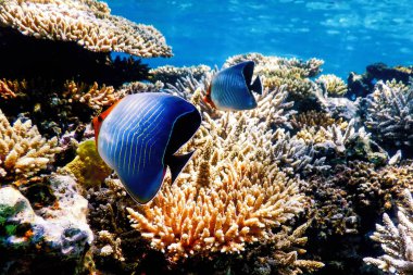 Kapüşonlu kelebek balığı (Chaetodon larvatus) mercan balığı, tropikal sular, deniz yaşamı