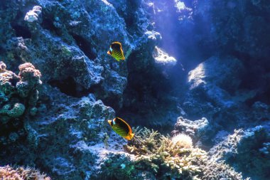 Çapraz kelebek (Chaetodon fasciatus) mercan balığı, tropikal sular, deniz yaşamı