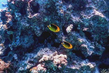 Çapraz kelebek (Chaetodon fasciatus) mercan balığı, tropikal sular, deniz yaşamı