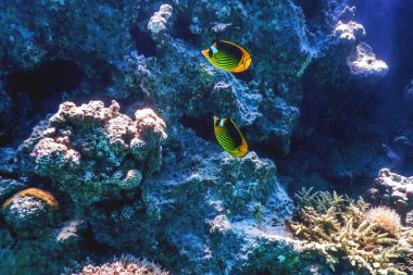 Çapraz kelebek (Chaetodon fasciatus) mercan balığı, tropikal sular, deniz yaşamı