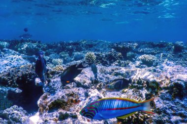Mercan resifinin sualtı manzarası, tropikal sular, deniz yaşamı.