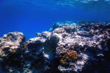 Mercan resifinin sualtı manzarası, tropikal sular, deniz yaşamı.