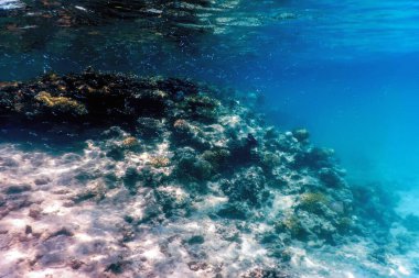 Mercan resifinin sualtı manzarası, tropikal sular, deniz yaşamı.