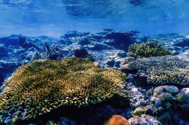 Mercan resifinin sualtı manzarası, tropikal sular, deniz yaşamı.