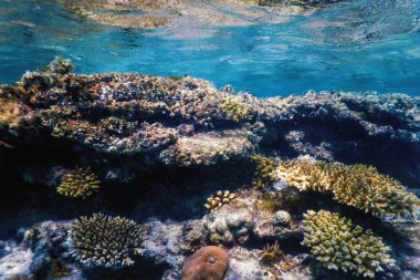 Mercan resifinin sualtı manzarası, tropikal sular, deniz yaşamı.
