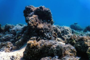Su altı resifleri, deniz yosunları, mavi sualtı arka planı.