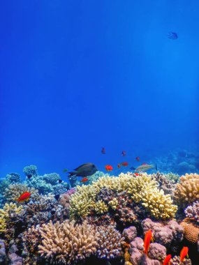 Mercan resifinin sualtı manzarası, tropikal sular, deniz yaşamı.