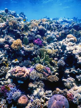 Mercan resifinin sualtı manzarası, tropikal sular, deniz yaşamı.