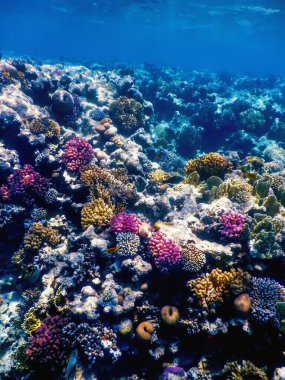 Mercan resifinin sualtı manzarası, tropikal sular, deniz yaşamı.