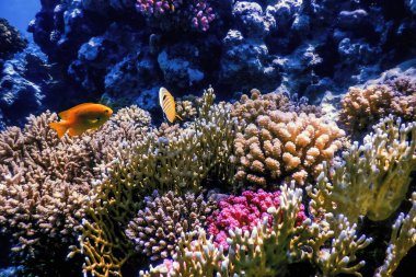 Mercan resifinin sualtı manzarası, tropikal sular, deniz yaşamı.