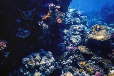 Mercan resifinin sualtı manzarası, tropikal sular, deniz yaşamı.