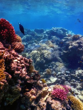 Mercan resifinin sualtı manzarası, tropikal sular, deniz yaşamı.