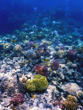 Mercan resifinin sualtı manzarası, tropikal sular, deniz yaşamı.