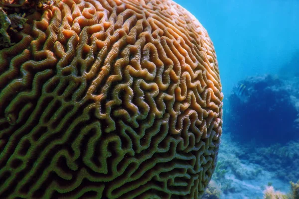 Coral Cerebral Fundo Mar Vida Marinha — Fotografia de Stock