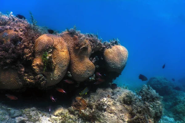 Εγκέφαλος Κοραλλιογενής Στον Βυθό Της Θάλασσας Θαλάσσια Ζωή — Φωτογραφία Αρχείου