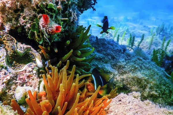 Red Sea Clownfish Amphiprion Bicinctus Red Sea Marine Lif — Stock Photo, Image