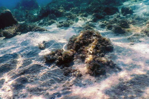 Barriera Corallina Subacquea Con Alghe Sfondo Blu Subacqueo — Foto Stock