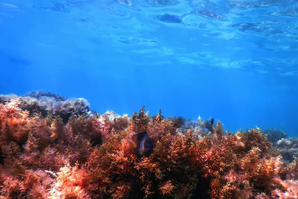 Морські Водорості Підводні Водорості Морські Водорості Мілководдя Біля Поверхні — стокове фото