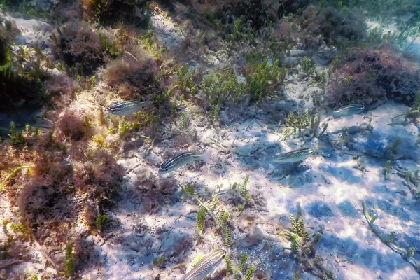 Altı Resifleri Deniz Yosunları Mavi Sualtı Arka Planı — Stok fotoğraf