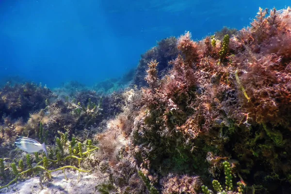 Підводний Пейзажний Риф Водоростями Синій Підводний Фон — стокове фото