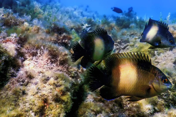 Dusky Gregory Underwater Stegastes Nigricans Vida Marina — Foto de Stock