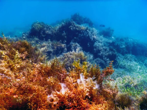 Alghe Marine Alghe Sottomarine Acque Poco Profonde Vicino Alla Superficie — Foto Stock