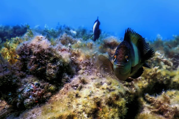 Dusky Gregory Podwodne Stegastes Nigricans Życie Morskie — Zdjęcie stockowe