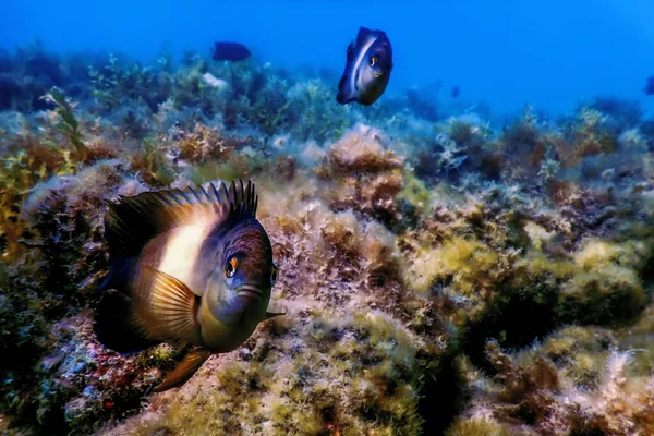 Dusky Gregory Underwater Stegastes Nigricans Vida Marina —  Fotos de Stock