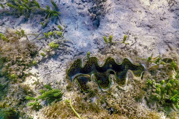 Maxima Clam Tridacna Maxima 海洋生物 — 图库照片