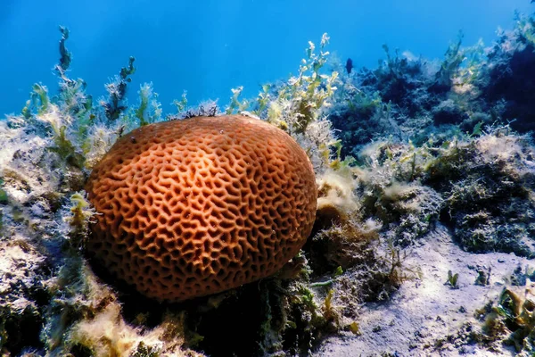 Coral Cerebral Fundo Mar Vida Marinha — Fotografia de Stock