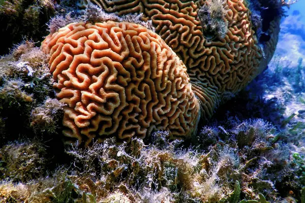 海の底にある脳サンゴ 海洋生物 — ストック写真