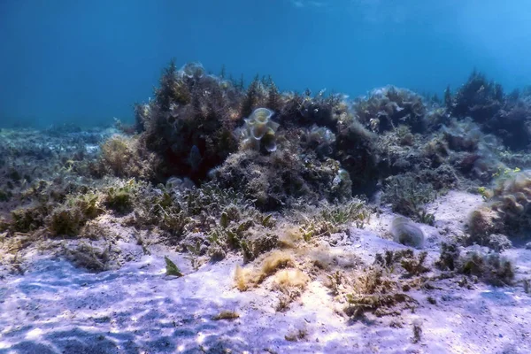 Unterwasser Landschafts Riff Mit Algen Blauer Unterwasserhintergrund — Stockfoto