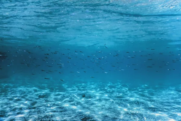 Scuola Pesce Subacqueo Fondo Sabbioso Del Mare Subacqueo — Foto Stock
